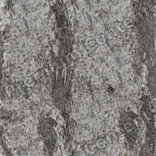 Photo High Resolution Seamless Tree Bark Texture 0007